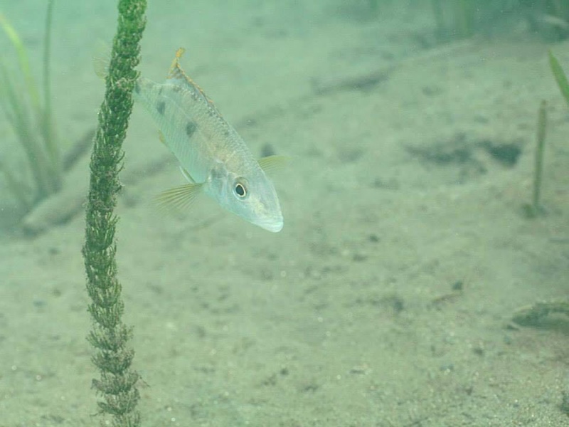 Stigmatochromis pholidophorus 'Chiofu'